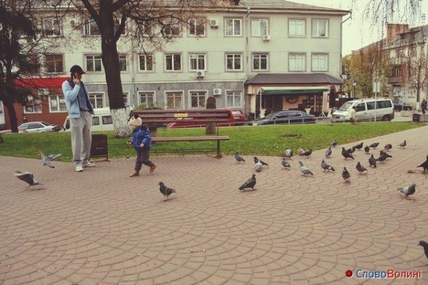 Голуби Луцька. ФОТО