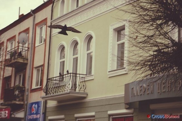Голуби Луцька. ФОТО