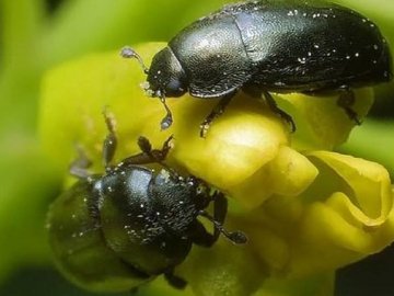 На Волині – масове пробудження шкідників: як з ними боротись