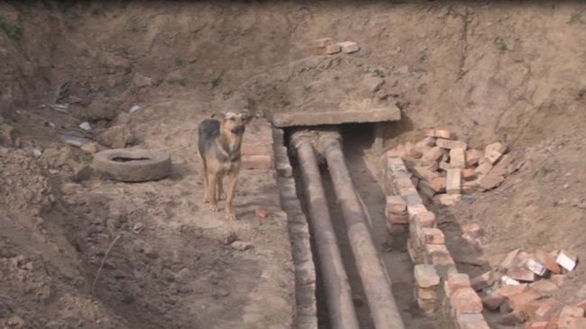 Як почуваються цуценята, яких врятували з-під землі у Луцьку