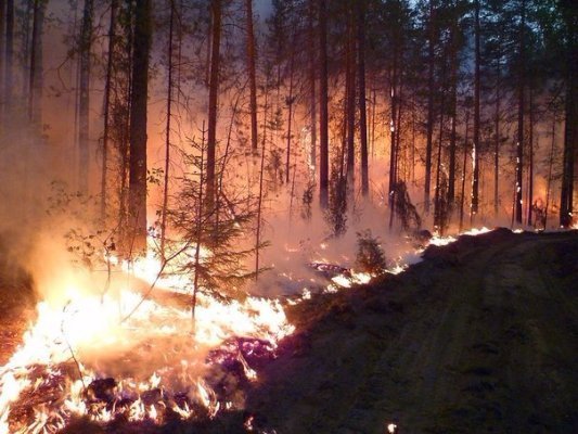 Масштаби пожежі в Сибіру розгорнулись аж до кордонів з Китаєм. ФОТО. ВІДЕО