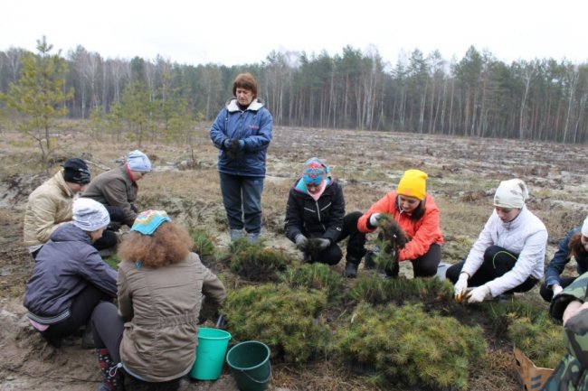 Мільйони сіянців і тисячі гектарів території: весна-2019 у волинських лісах. ФОТО