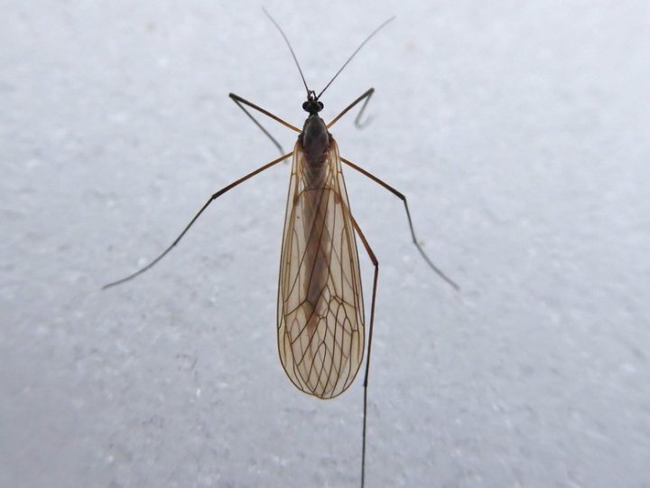 На Волині помітили зимових комарів