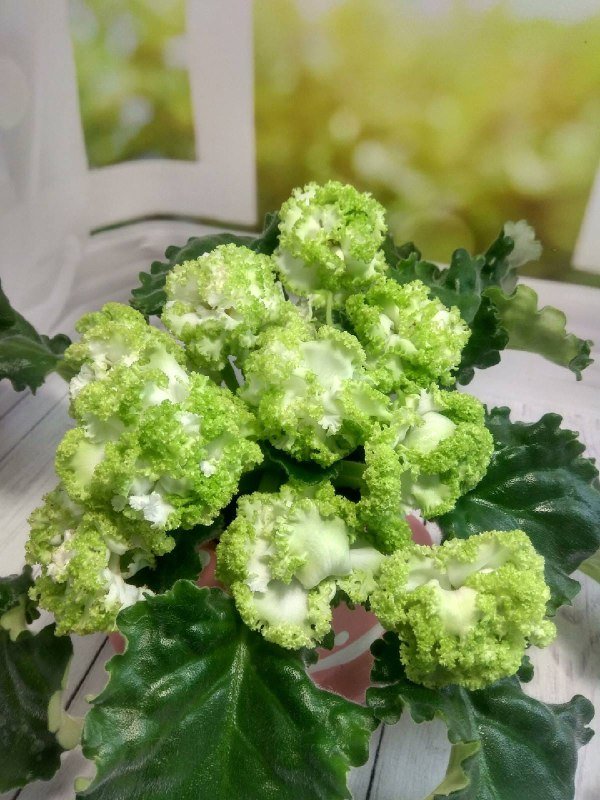 Волинянка вирощує понад 400 сортів фіалок. ФОТО