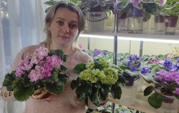 Волинянка вирощує понад 400 сортів фіалок. ФОТО