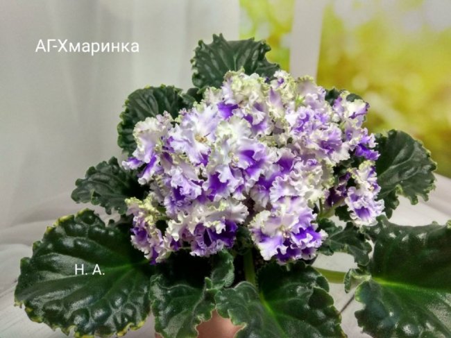 Волинянка вирощує понад 400 сортів фіалок. ФОТО