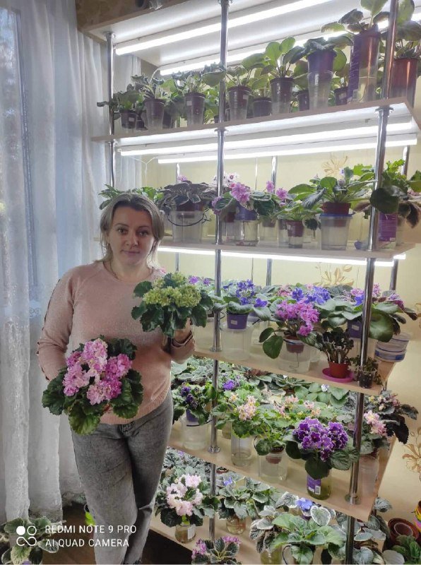 Волинянка вирощує понад 400 сортів фіалок. ФОТО