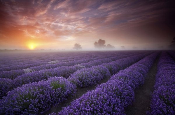 Photo Antony Spencer. Lavender Fields,France
