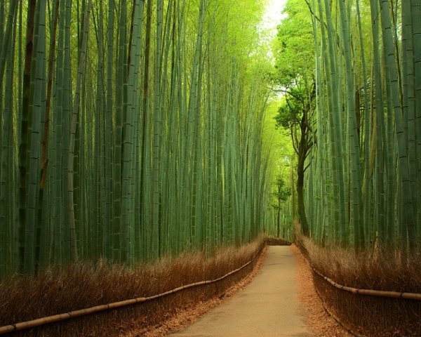 Photo Yuya Horikawa, Tomoaki Kabe. Bamboo Forest, Japan