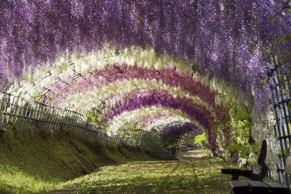 Photo imgur.com Wisteria Flower Tunnel in Japan
