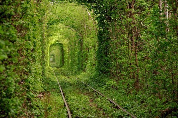 Photo Oleg Gordienko. Tunnel of Love, Ukraine