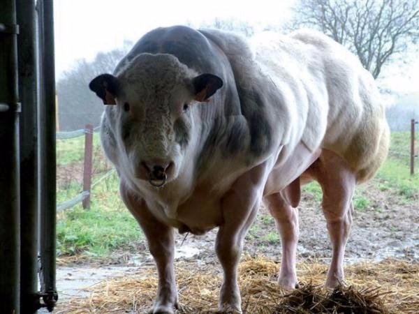 Корова-бодібілдер чи джерело дієтичного м'яса? ФОТО. ВІДЕО