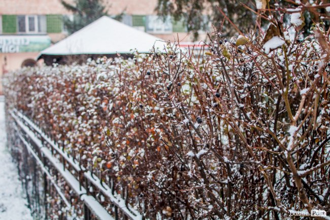 Засніжений Луцьк. ФОТОРЕПОРТАЖ