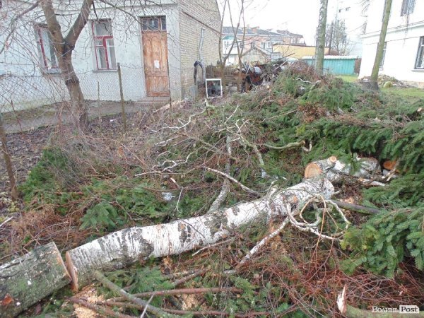 У центрі Луцька спиляли древню ялинку. ФОТО