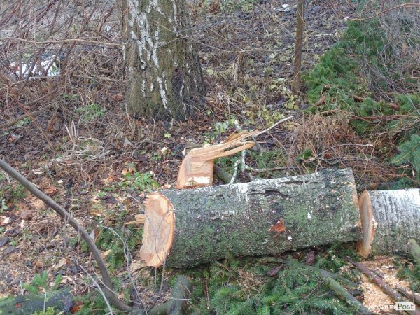 У центрі Луцька спиляли древню ялинку. ФОТО