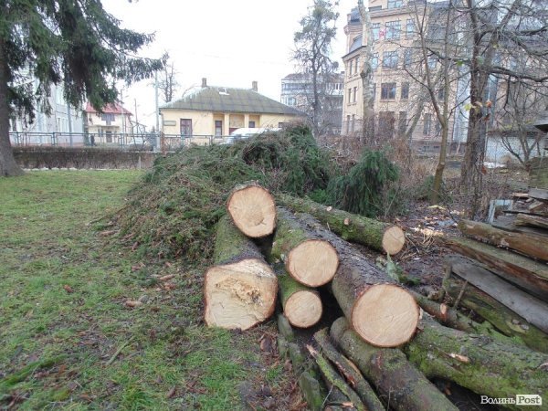У центрі Луцька спиляли древню ялинку. ФОТО