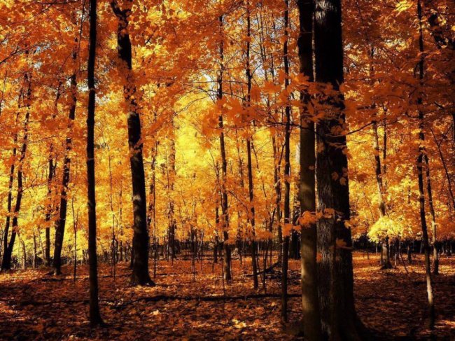 Депутат показав красу волинського лісу восени. ФОТО