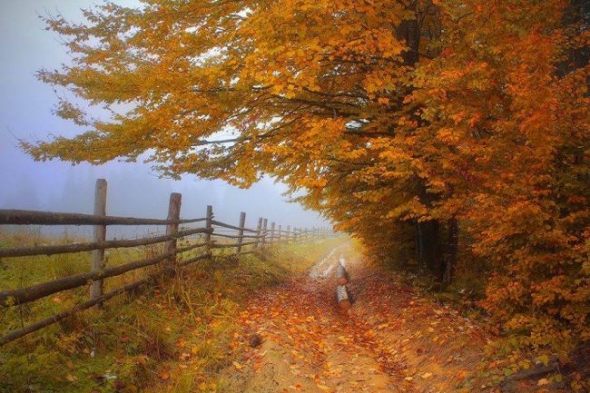 Депутат показав красу волинського лісу восени. ФОТО