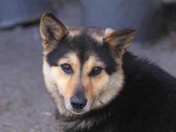 Схуд і не хоче їсти: на Волині пес кілька днів чекає господаря на зупинці. ФОТО