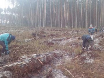 На Волині школярі висадили 6 гектарів лісу. ФОТО