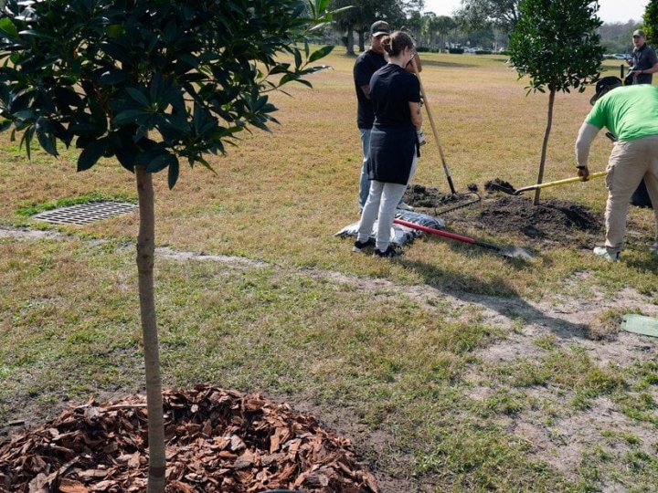 Які фруктові дерева варто посадити у жовтні: список