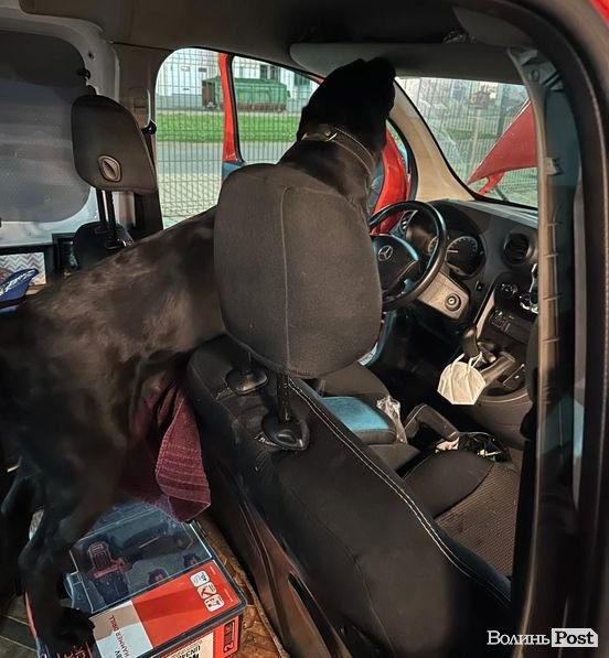 На «Устилузі» службовий пес знайшов в авто наркотики