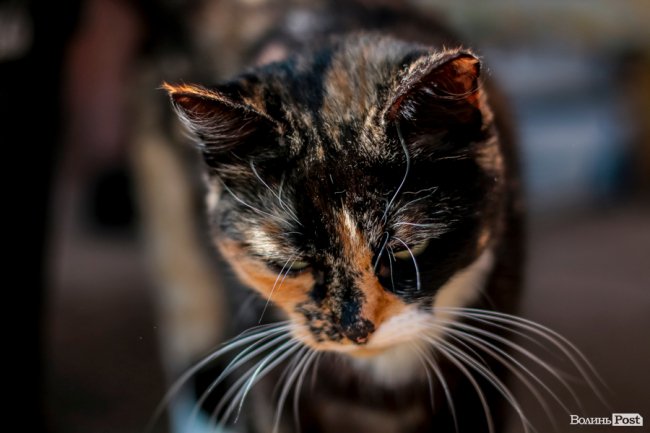 День кота: як відзначають «професійне» свято луцькі пухнастики. ФОТО