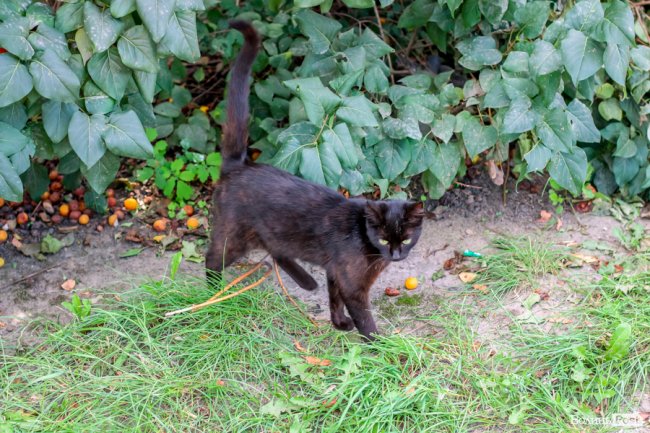 День кота: як відзначають «професійне» свято луцькі пухнастики. ФОТО
