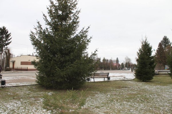 На Волині вкрали ялинку, яка росла у центрі містечка