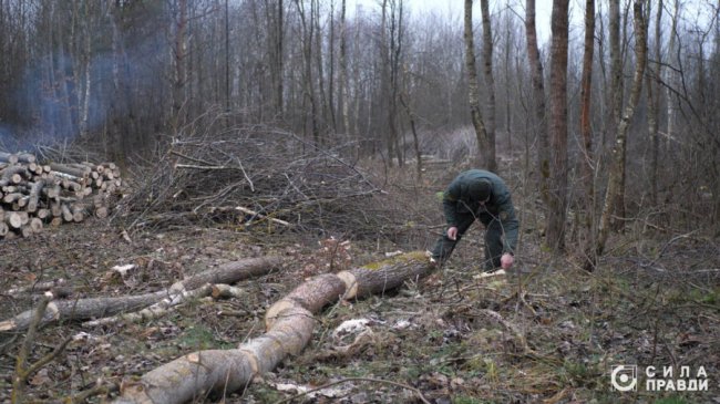 Десятки мільйонів збитків: на Волині п'ятий рік незаконно вирубують ліс у нацпарку