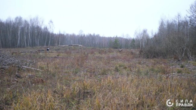 Десятки мільйонів збитків: на Волині п'ятий рік незаконно вирубують ліс у нацпарку