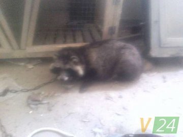 В Інтернеті закликають врятувати єнота, на якому тренують собак на Волині