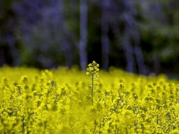 На Волині підприємство засіяло ріпаком чужих 17 гектарів