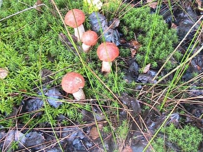 Волинянин похизувався грибним «уловом». ФОТО