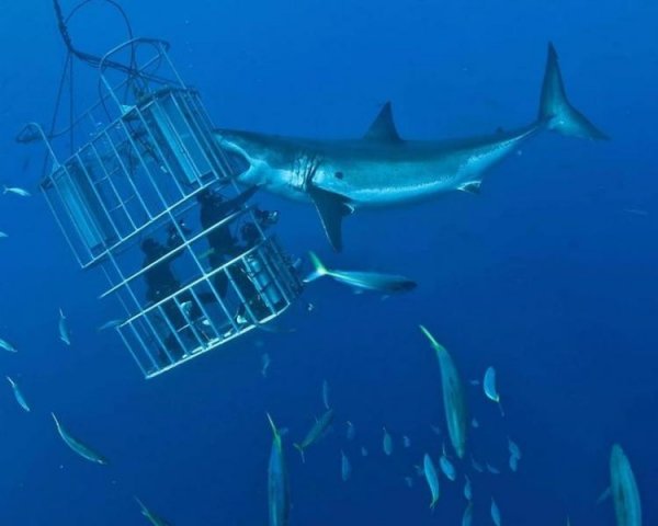 Купання з акулами-людожерами