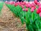 У «Волинській Голландії» зрізають тюльпани. ВІДЕО