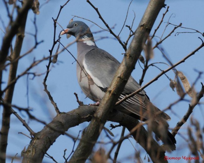 Птахи рівнодення: чудові світлини від луцького фотографа