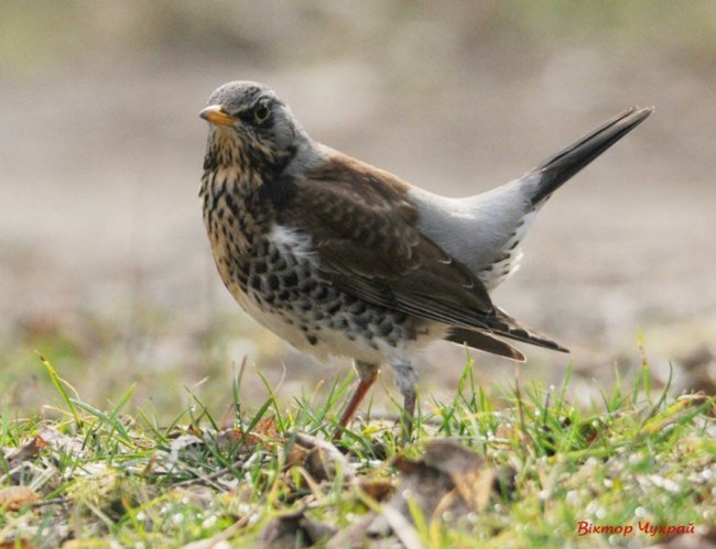 Птахи рівнодення: чудові світлини від луцького фотографа