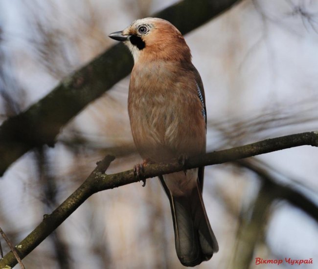 Птахи рівнодення: чудові світлини від луцького фотографа