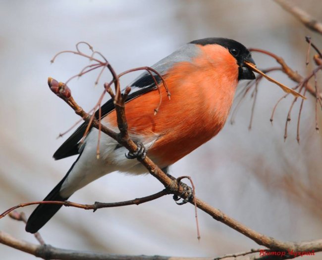Птахи рівнодення: чудові світлини від луцького фотографа