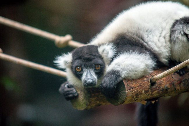 Рівненський звіринець на світлинах волинського фотографа. ФОТО