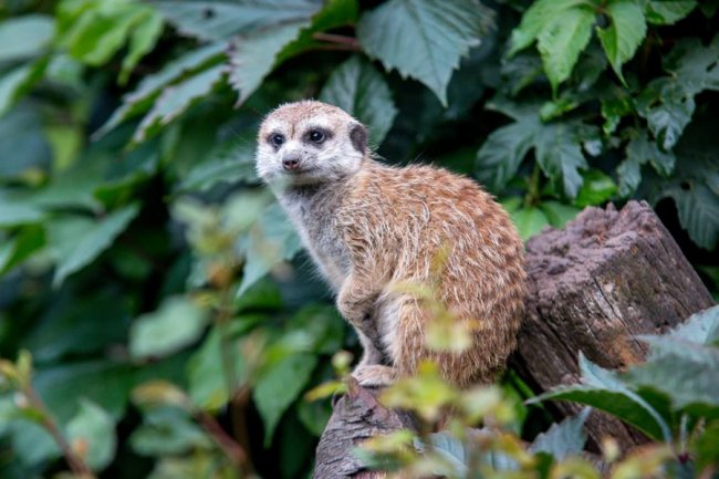 Рівненський звіринець на світлинах волинського фотографа. ФОТО