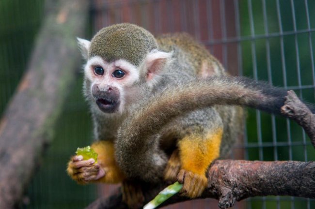 Рівненський звіринець на світлинах волинського фотографа. ФОТО