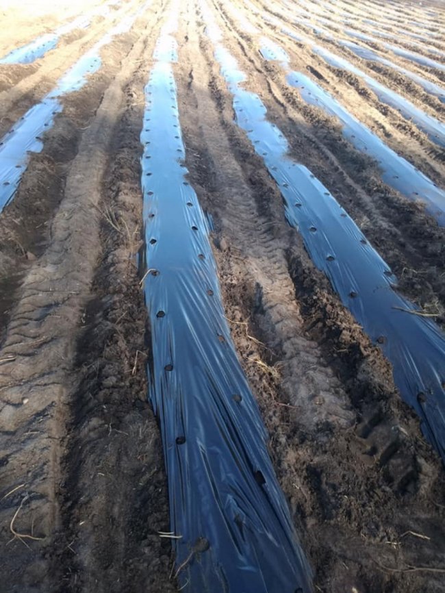 Заробітки упродовж року і не менші, як у Польщі: в громаді на Волині садитимуть ягоди