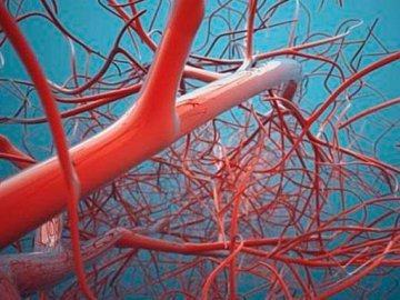 Чому у жінок судини старіють швидше, ніж у чоловіків