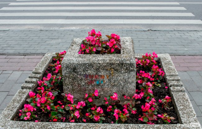 Барвиста краса: літній Луцьк потопає у квітах. ФОТО