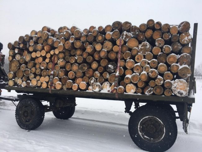 На Волині викрили злочинну групу, яка займалася незаконною порубкою лісу. ФОТО