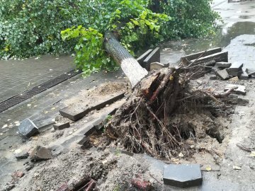 Луцьк: через повалене дерево звернулися до поліції