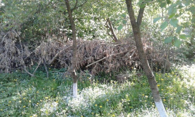 Лучани загороджують свої городи гіллям. ФОТО