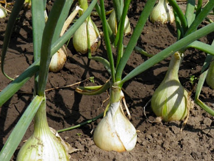 Як виростити гігантську цибулю без застосування хімії: 3 народні методи